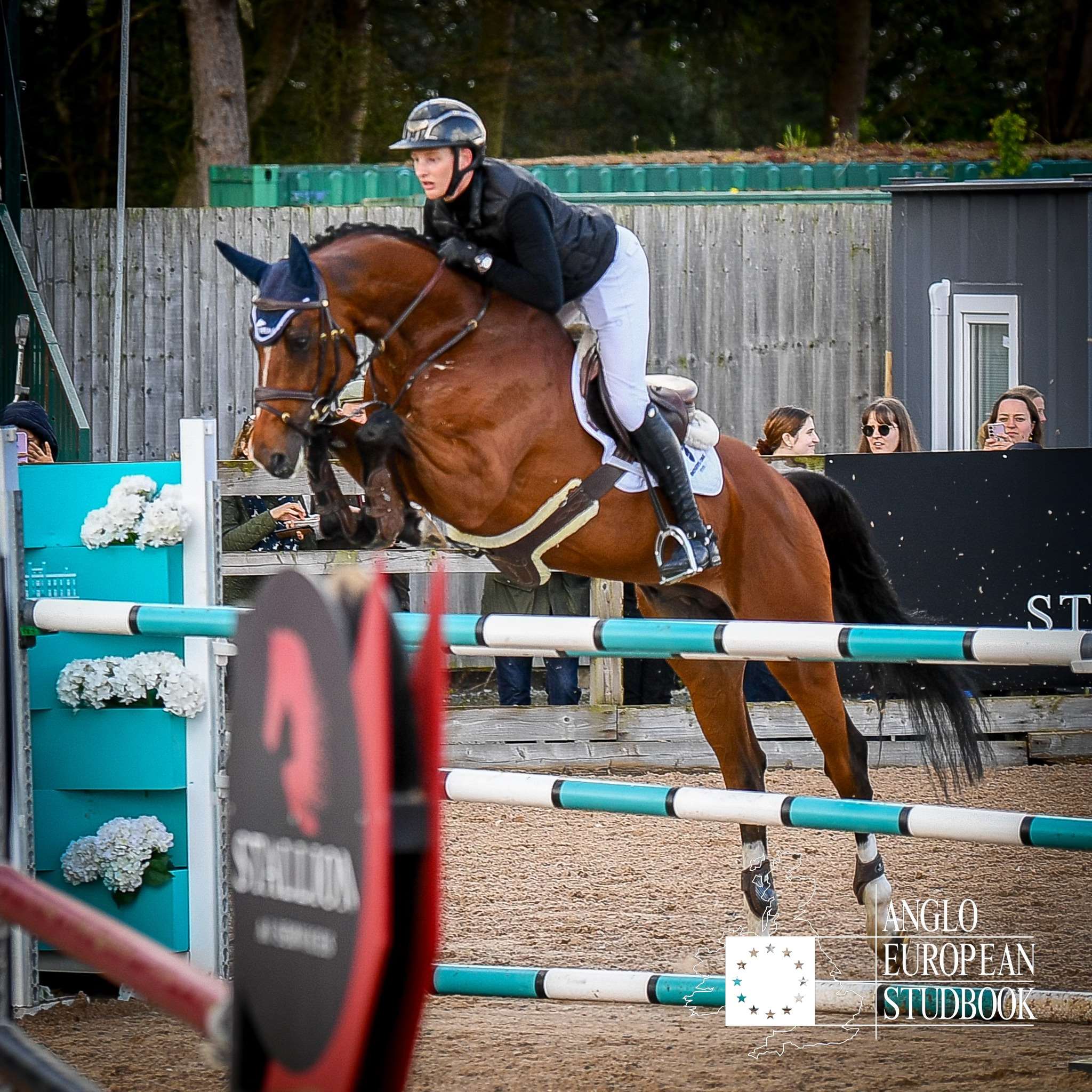 Bos Make Me Smile  Stallion